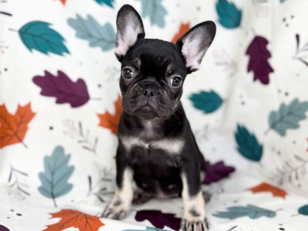 [#23517] Black and Tan Female French Bulldog Puppies for Sale