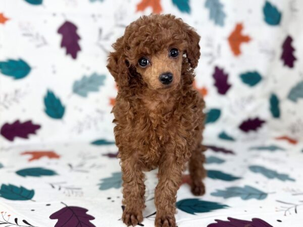 [#23519] Red Male Poodle Puppies for Sale