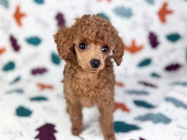 [#23520] Red Male Poodle Puppies for Sale