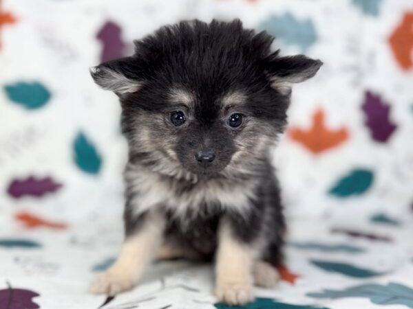 [#23530] Black and Tan Female Pomeranian Puppies for Sale