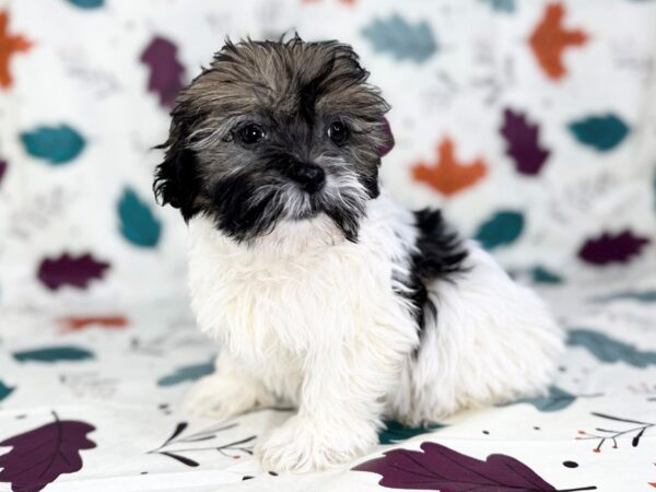 [#23528] Fawn Sable Male Hava Tzu Puppies for Sale