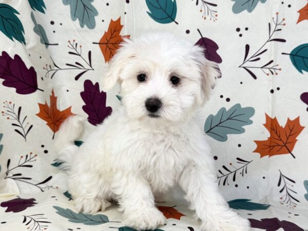 [#23526] White Female Coton De Tulear Puppies for Sale