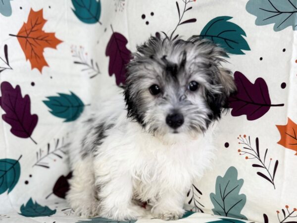 [#23523] White, Grey Markings Female Coton De Tulear Puppies for Sale