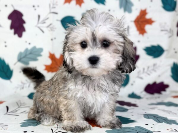 [#23529] Grey Female Lhasa Poo Puppies for Sale