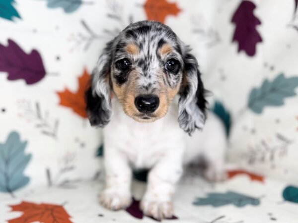 [#23532] Blue Dapple Female Dachshund Puppies for Sale