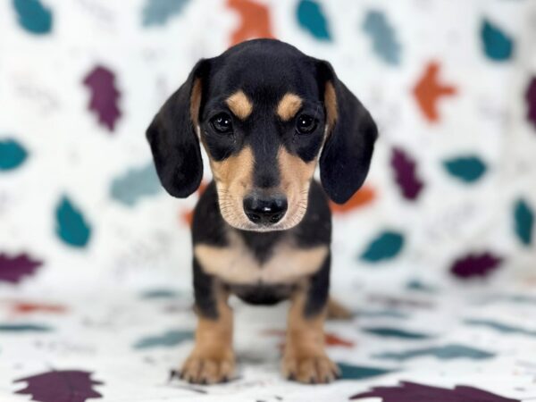 [#23531] Black & Tan Male Dachshund Puppies for Sale