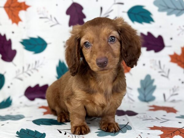 [#23527] Chocolate Male Dachshund Puppies for Sale