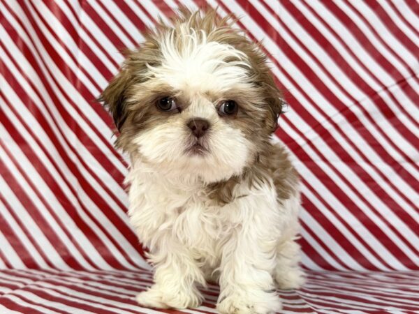 [#23693] Benny - Gold and White Male Shih Tzu Puppies for Sale