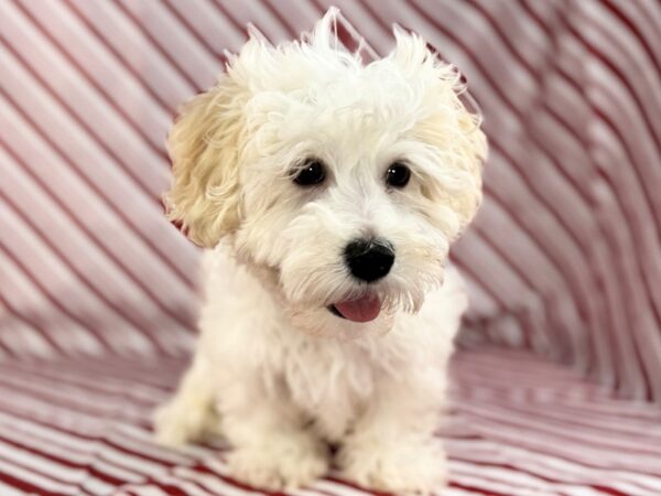 [#23702] Sparky - Cream Male Havanese Puppies for Sale
