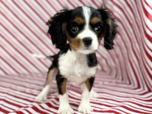Petland Batavia, Illinois Cavalier King Charles Spaniel puppy available