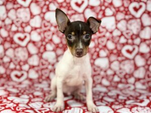 Petland Batavia, Illinois Rat Terrier puppy available
