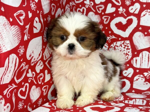 [#23727] Hank - Gold Sable and White Male Shih Tzu Puppies for Sale