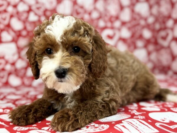 [#23718] Jasmine - Red Female Goldendoodle Mini 2nd Gen Puppies for Sale
