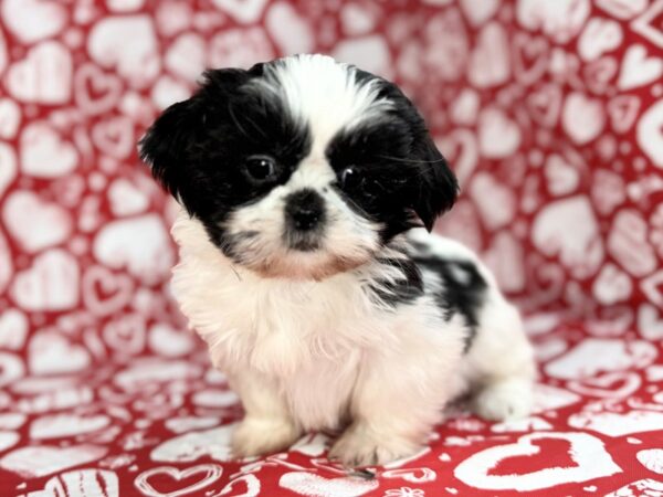 [#23731] Josie - Black & White Female Shih Tzu Puppies for Sale