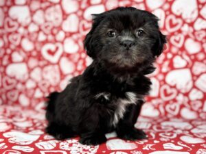 Shih Tzu – 23729