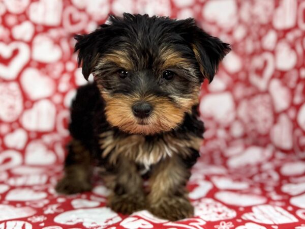 [#23748] Milo - Black and Tan Male Yorkshire Terrier Puppies for Sale