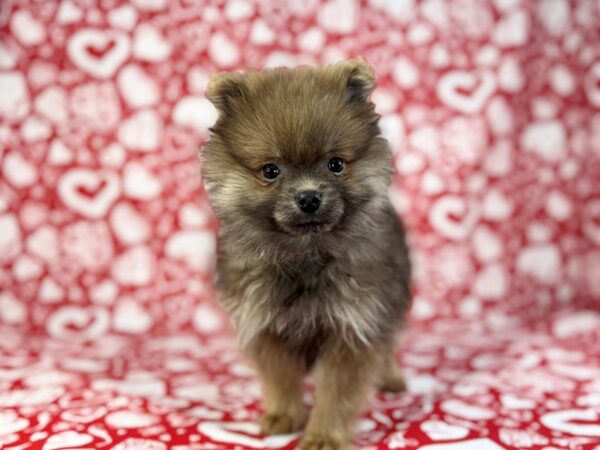 [#23753] Azula - Blue Fawn Female Pomeranian Puppies for Sale