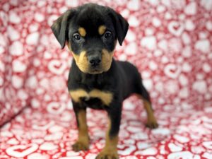 Petland Batavia, Illinois Rottweiler puppy available