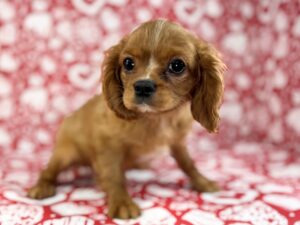 Petland Batavia, Illinois Cavalier King Charles Spaniel puppy available