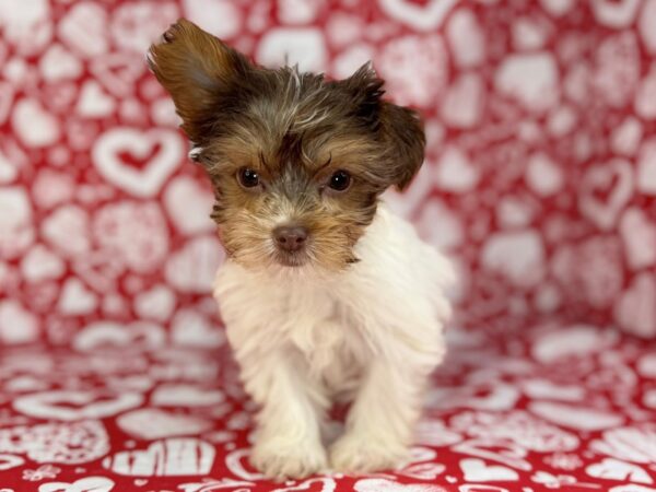 [#23754] Tank - Chocolate and Tan Male Yorkshire Terrier Puppies for Sale