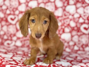 Petland Batavia, Illinois Dachshund puppy available