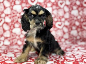 Petland Batavia, Illinois Cocker Spaniel puppy available
