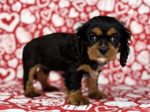 Petland Batavia, Illinois Cavalier King Charles Spaniel puppy available
