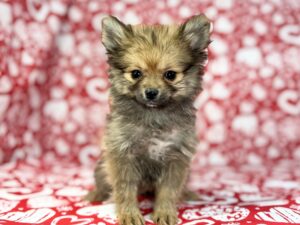 Pomeranian – 23763