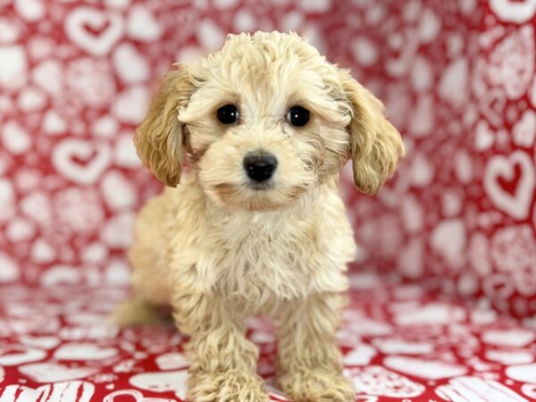 [#23761] Bruiser - Cream Male Doxie-Poo Puppies for Sale