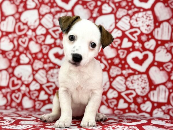 [#23760] Juno - White and Red Female Jack Russell Terrier Puppies for Sale