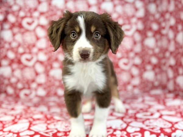 [#23757] Orion - Red and White Male Miniature Australian Shepherd Puppies for Sale