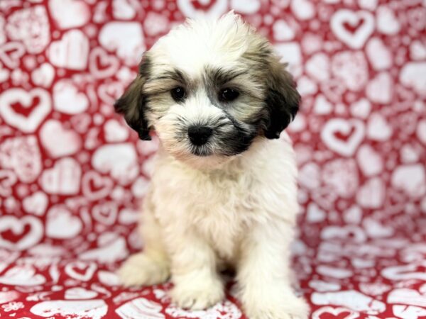 [#23767] Alvin - Gold and White Male Teddy Bear Puppies for Sale