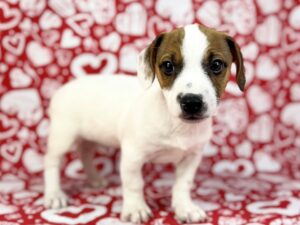 Petland Batavia, Illinois Jack Russell Terrier puppy available