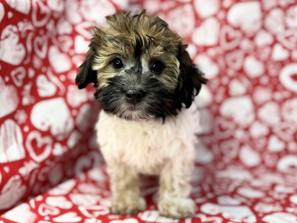 [#23772] Poe - Fawn Sable Male Havanese Puppies for Sale