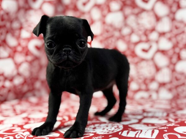[#23769] Fern - Black Female Pug Puppies for Sale