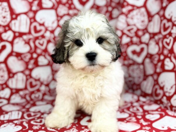 [#23792] Loki - White, Sable & Black Markings Male Teddy Bear Puppies for Sale