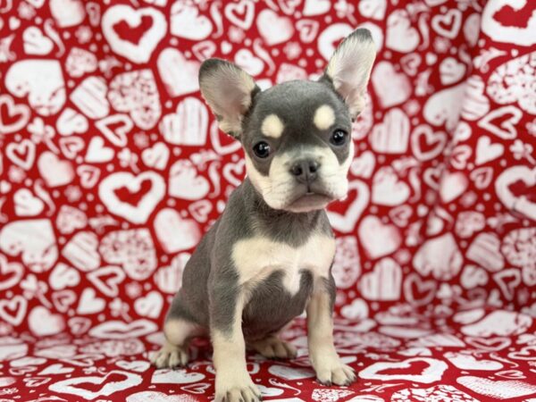 [#23795] Missy - Blue and Tan Female French Bulldog Puppies for Sale