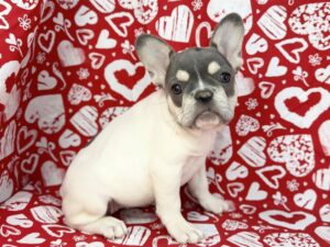Petland Batavia, Illinois French Bulldog puppy available