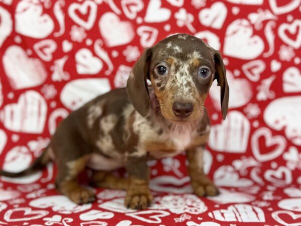 [#23785] Mocha - Chcolate Dapple Female Dachshund Puppies for Sale