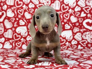 Petland Batavia, Illinois Dachshund puppy available
