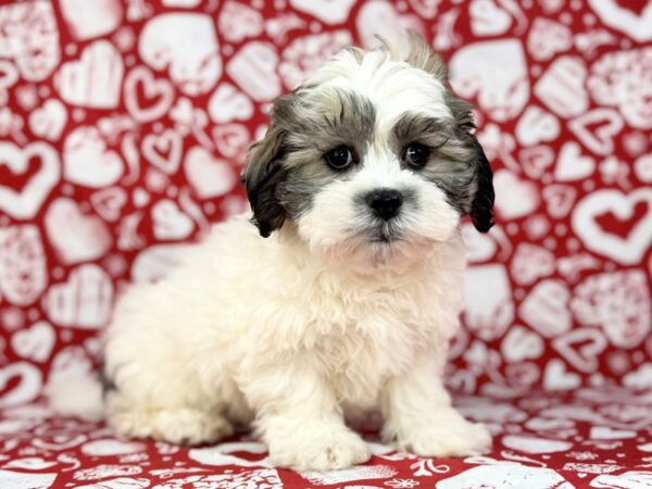 [#23814] Rookie - Silver Gold and White Male Teddy Bear Puppies for Sale