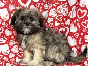 Petland Batavia, Illinois Lhasa Apso puppy available