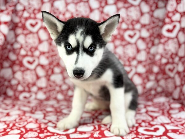 [#23816] Rae - Black Grey and White Female Siberian Husky Puppies for Sale
