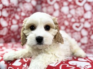 Petland Batavia, Illinois Cavachon puppy available