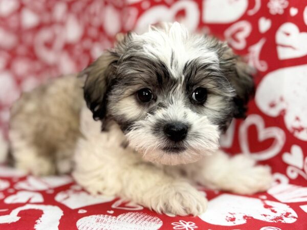 [#23813] Aria - Gold and White Female Teddy Bear Puppies for Sale