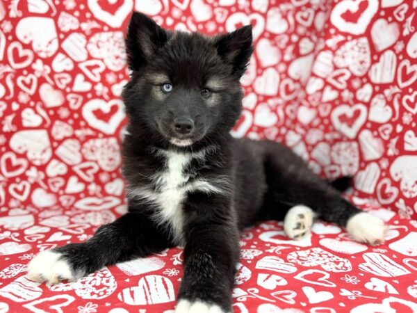 [#23808] Artemis - Black and White Female Siberian Husky Puppies for Sale