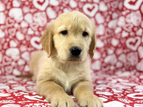 [#23800] Peyton - Light Golden Female Golden Retriever Puppies for Sale