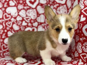 Pembroke Welsh Corgi – 23791