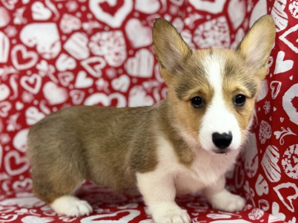 [#23791] Nellie - Red & White Female Pembroke Welsh Corgi Puppies for Sale