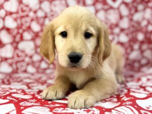 Petland Batavia, Illinois Golden Retriever puppy available